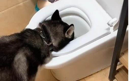 狗狗身上有跳蚤怎么辦,家里怎么處理