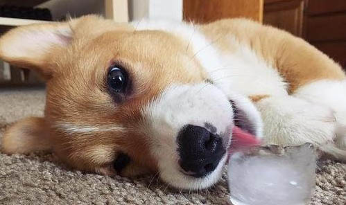 狗狗副流感病毒會死嗎