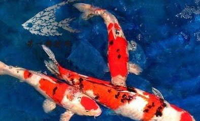 錦鯉魚鰭裂開多久能好啊