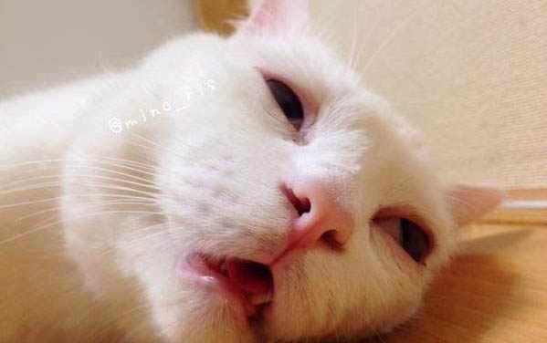 皮特芬噴劑貓咪舔了有事嗎