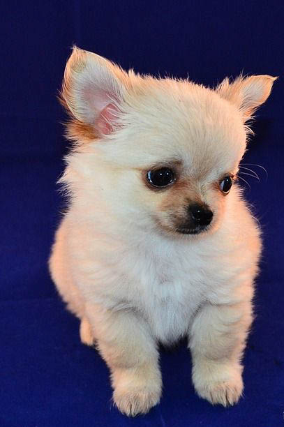 博美犬哪里有賣