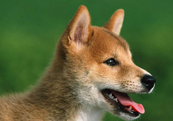 秋田犬和柴犬區分
