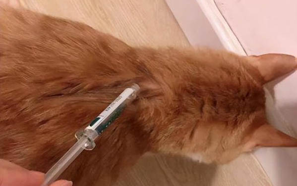 小貓尿床的原因及處理方法