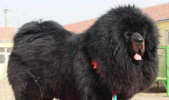廣州什么地方有賣藏獒那雪獒多少錢一只純種