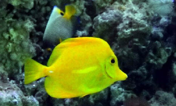 鸚鵡魚魚鰭爛了怎么辦