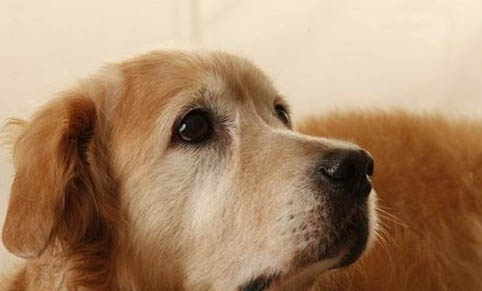 金毛犬和拉布拉多犬哪個好