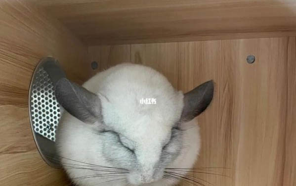 龍貓品種有哪些