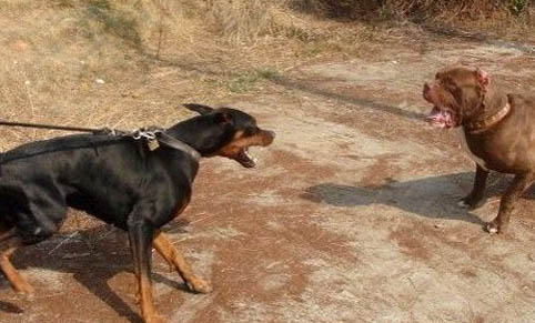 杜賓犬有哪些優點和缺點