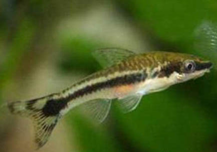 接吻魚和什么魚混養(yǎng)好