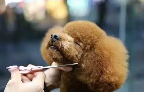 中國世界犬中名犬有哪些