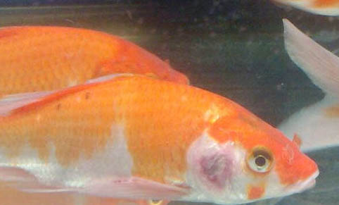 自來水可以用來養(yǎng)魚嗎為什么