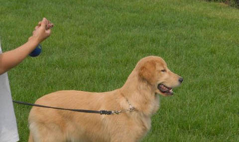 狗狗訓練、拉布拉多犬機械刺激訓練法介紹