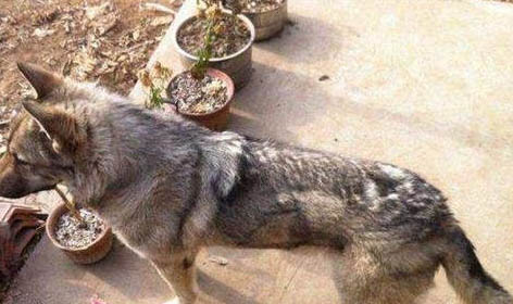 犬窩咳怎么分辨？