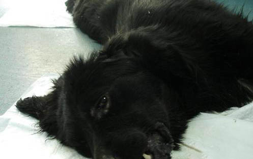 狗狗得了犬瘟后多久才能打疫苗