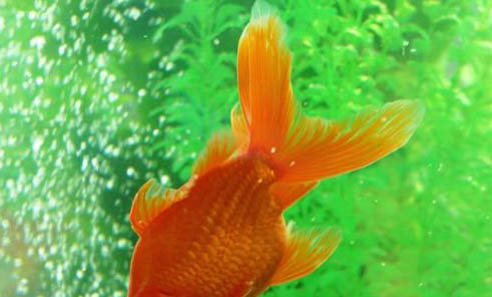 金魚春天幾天換水