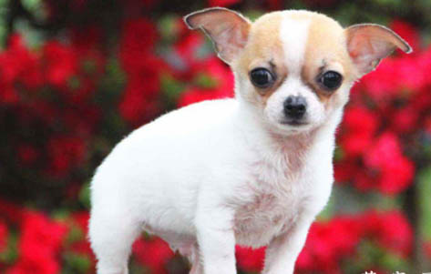犬瘟熱都有什么前兆
