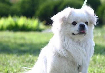 美國水獵犬不能吃什么