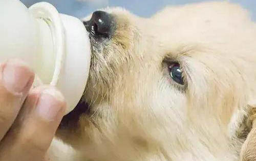 狗狗多久驅蟲一次合適體內體外