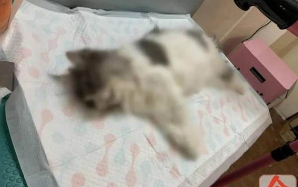 貓咪突然很粘人還呼嚕