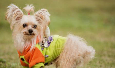 犬用益生菌哪個牌子好