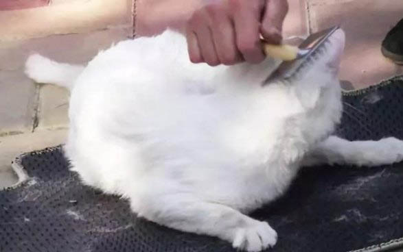 貓咪口臭怎么處理？