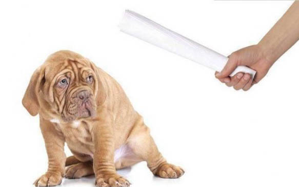 狗狗馬上臨產癥狀有哪些