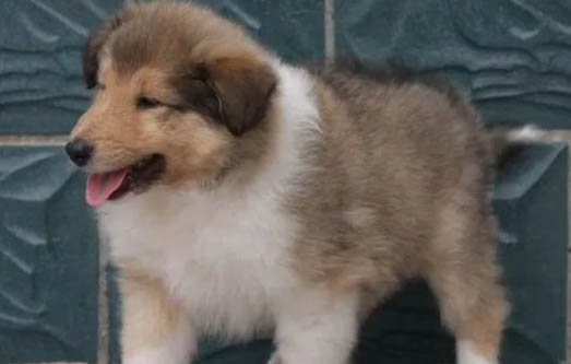 怎么預(yù)防蘇格蘭牧羊犬細(xì)小病毒