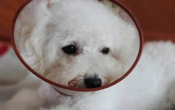 狗常見寄生蟲有哪些