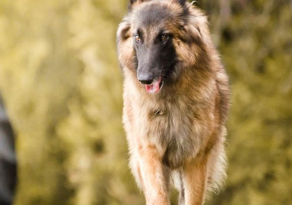 狗狗懷孕后的癥狀有哪些