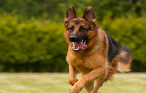 拉布拉多可以當警犬嗎