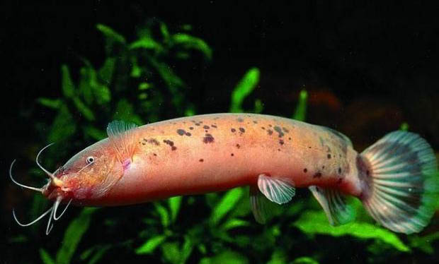 自來水放了一夜能養魚嗎