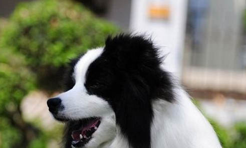 狗狗需要遛多久？