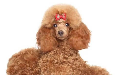 貴賓犬如何訓練