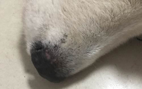 把狗狗帶上火車罰款多少
