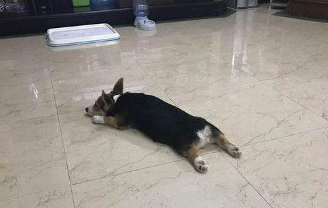 狗狗突然刨地原因