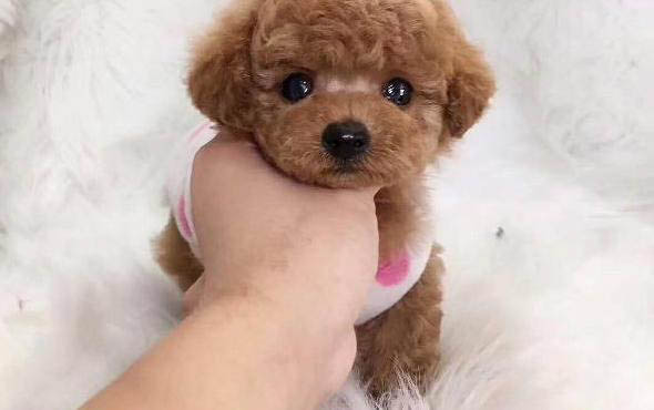 泰迪冬天發抖怎么辦？