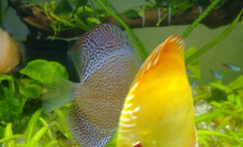 怎么讓養魚的水變清澈