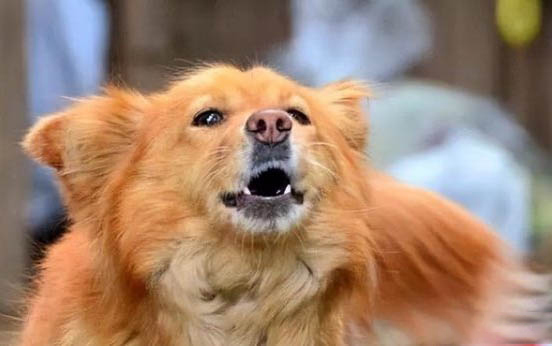 狗狗嘔吐的原因有哪些