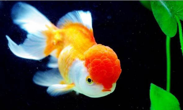 金魚一天可以喂幾次