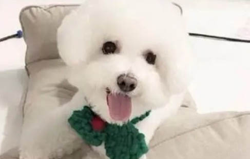 比熊犬可以吃什么零食