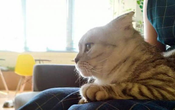 小貓多大可以離開母貓送人