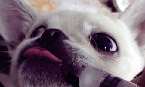狗狗得了犬瘟病要多久才能產生抗體