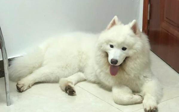 薩摩耶幼犬接回家之后要怎么打疫苗