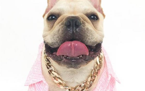狗狗狗能吃餅干嗎？
