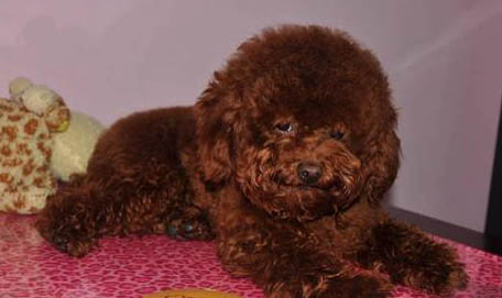 貴賓犬體外驅蟲多久一次