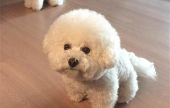 比熊犬不同環境飼養方法不同