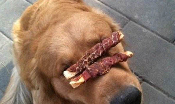 懷孕家里養狗有影響嗎