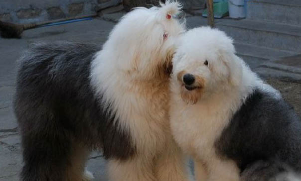 英國古代牧羊犬價格？古牧飼養注意事項有哪些？