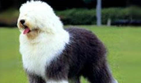 古牧犬各方面都有什么優缺點