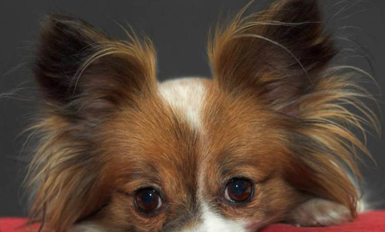 蝴蝶犬為什么那么少人養?